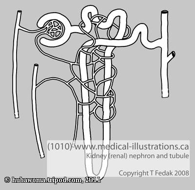 animated nephron