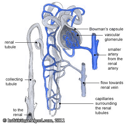 nephron of the kidney